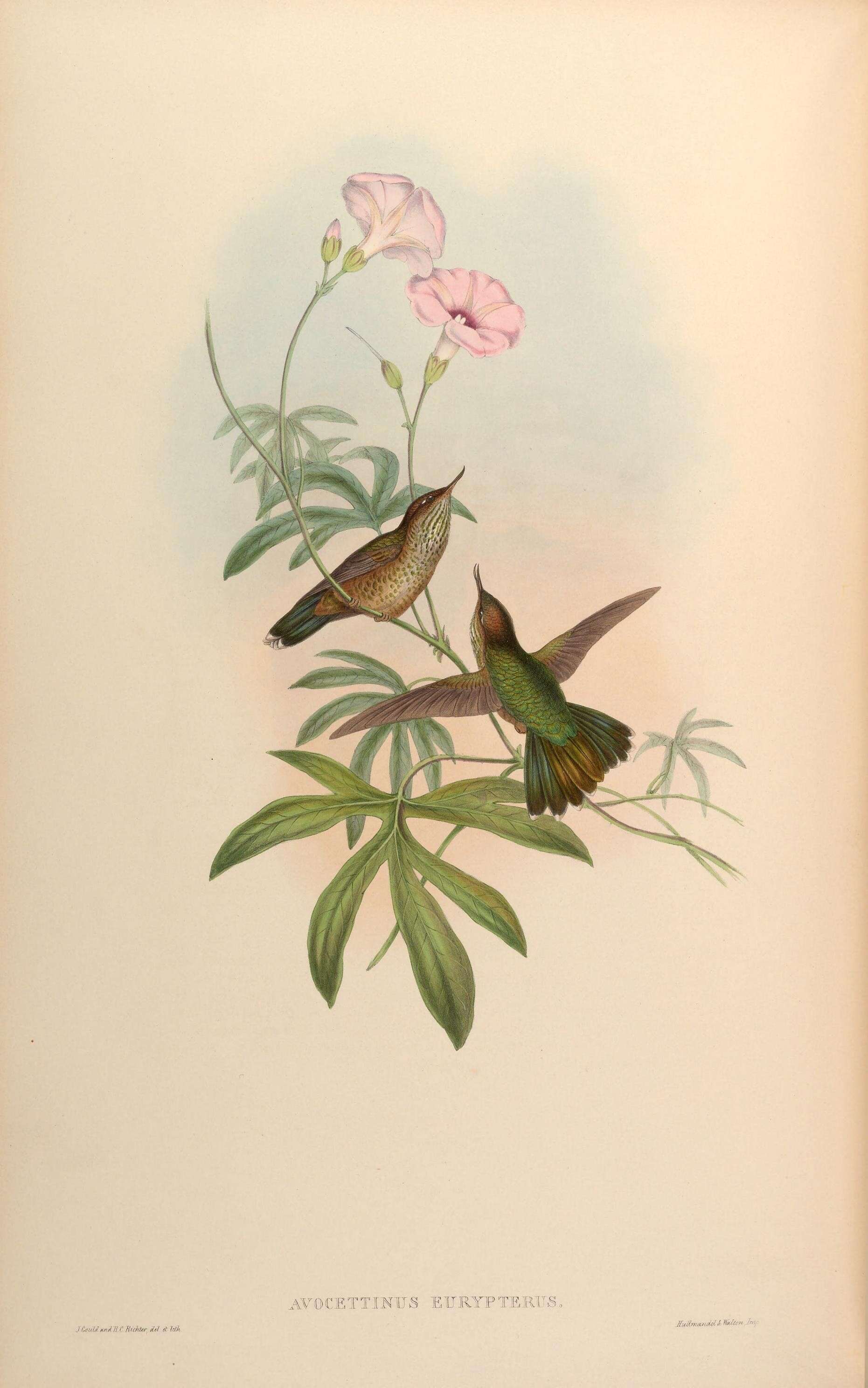 Opisthoprora Cabanis & Heine 1860 resmi