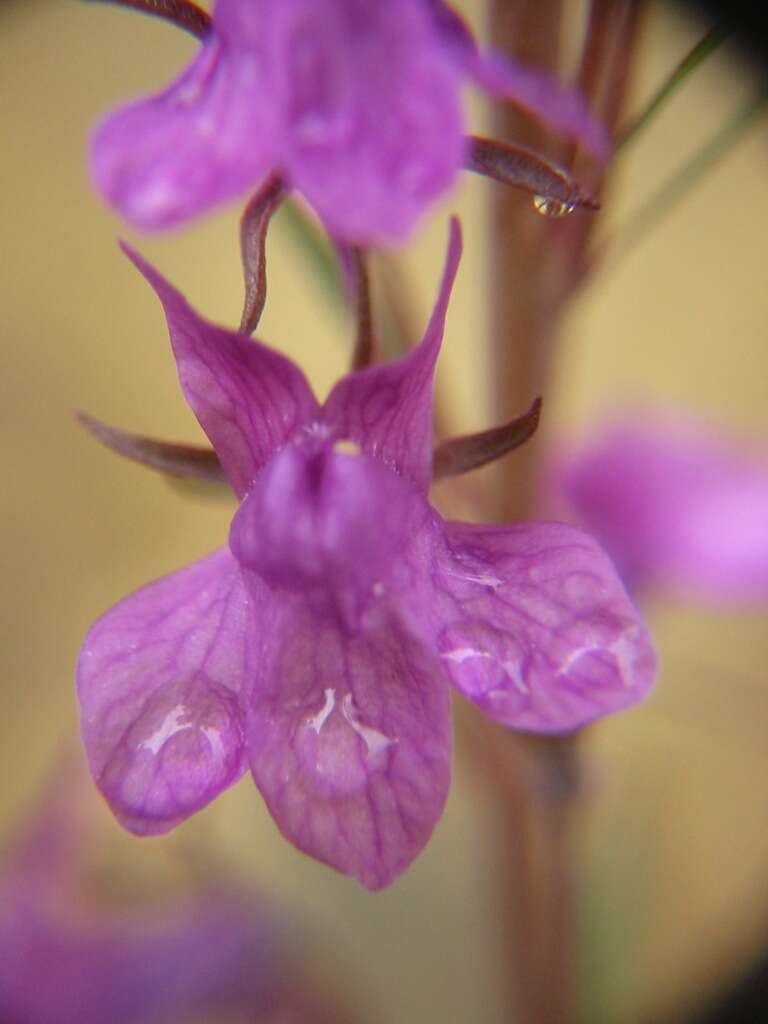 Plancia ëd Linaria purpurea (L.) Mill.