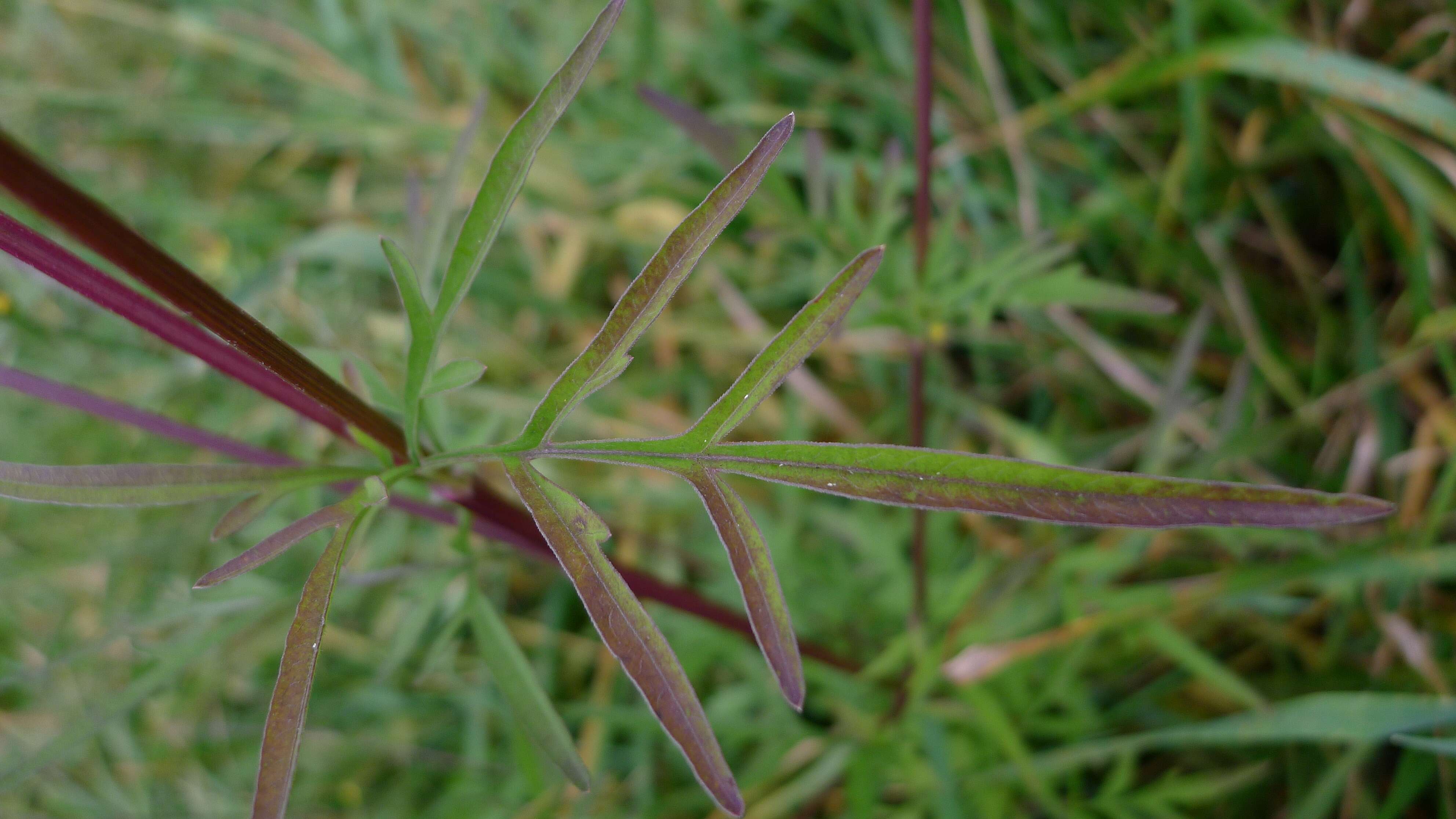 Image of Bidens subalternans DC.