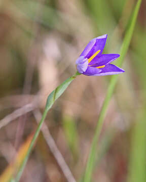 Image of pleatleaf