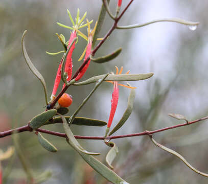 Image of harlequin mistletoe