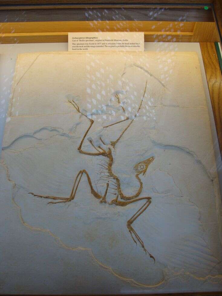 Image of Archaeopteryx Meyer 1861