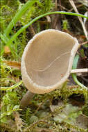 Image de Helvella macropus (Pers.) P. Karst. 1871