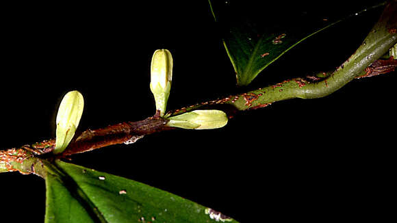 Image of Erythroxylum martii Peyr.