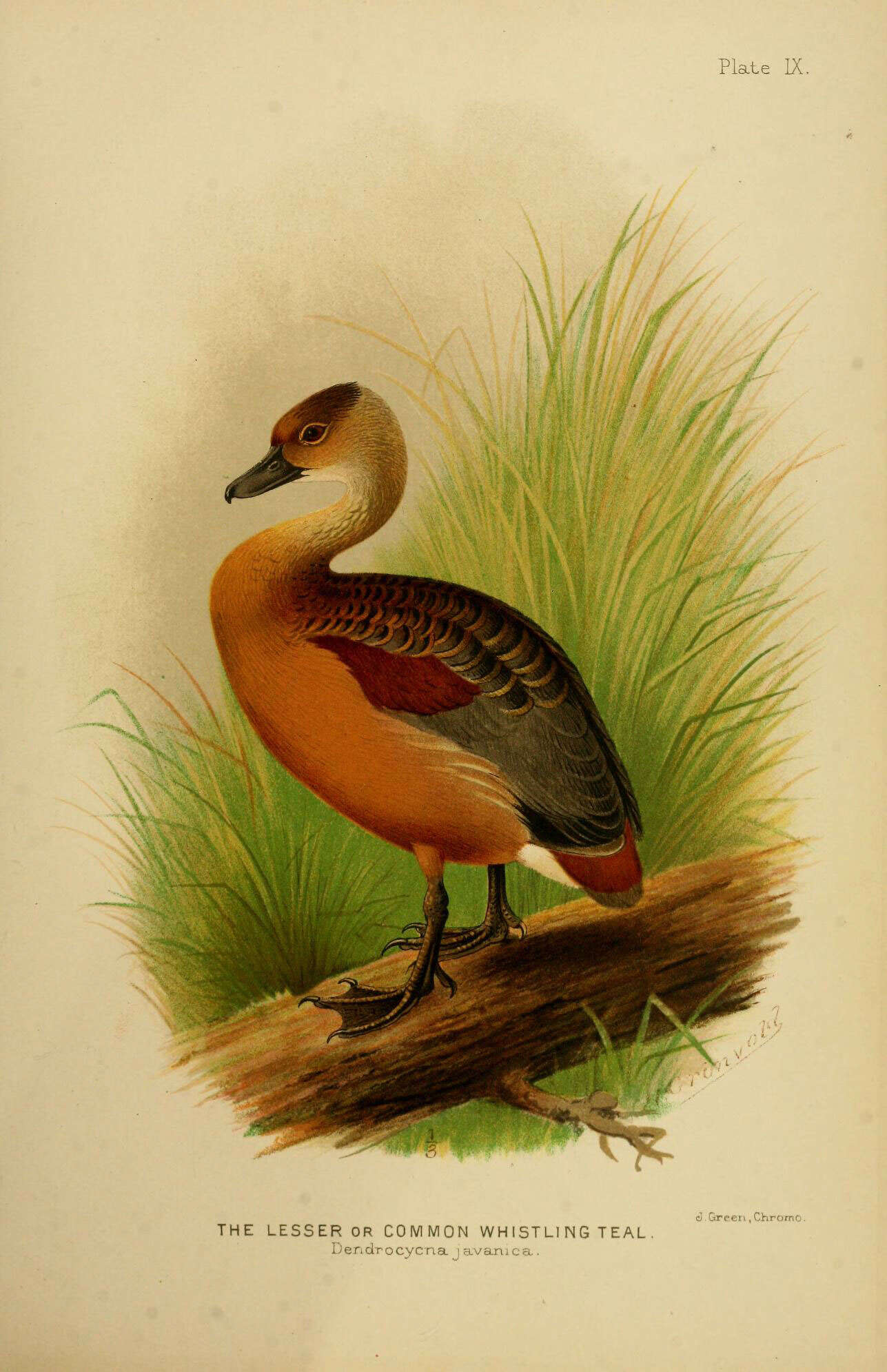 Image of Dendrocygna Swainson 1837