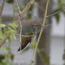 Image of Buff-bellied Hummingbird