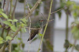 Imagem de Amazilia yucatanensis (Cabot & S 1845)