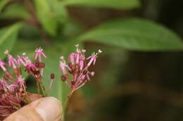 Image of shrubby fuchsia