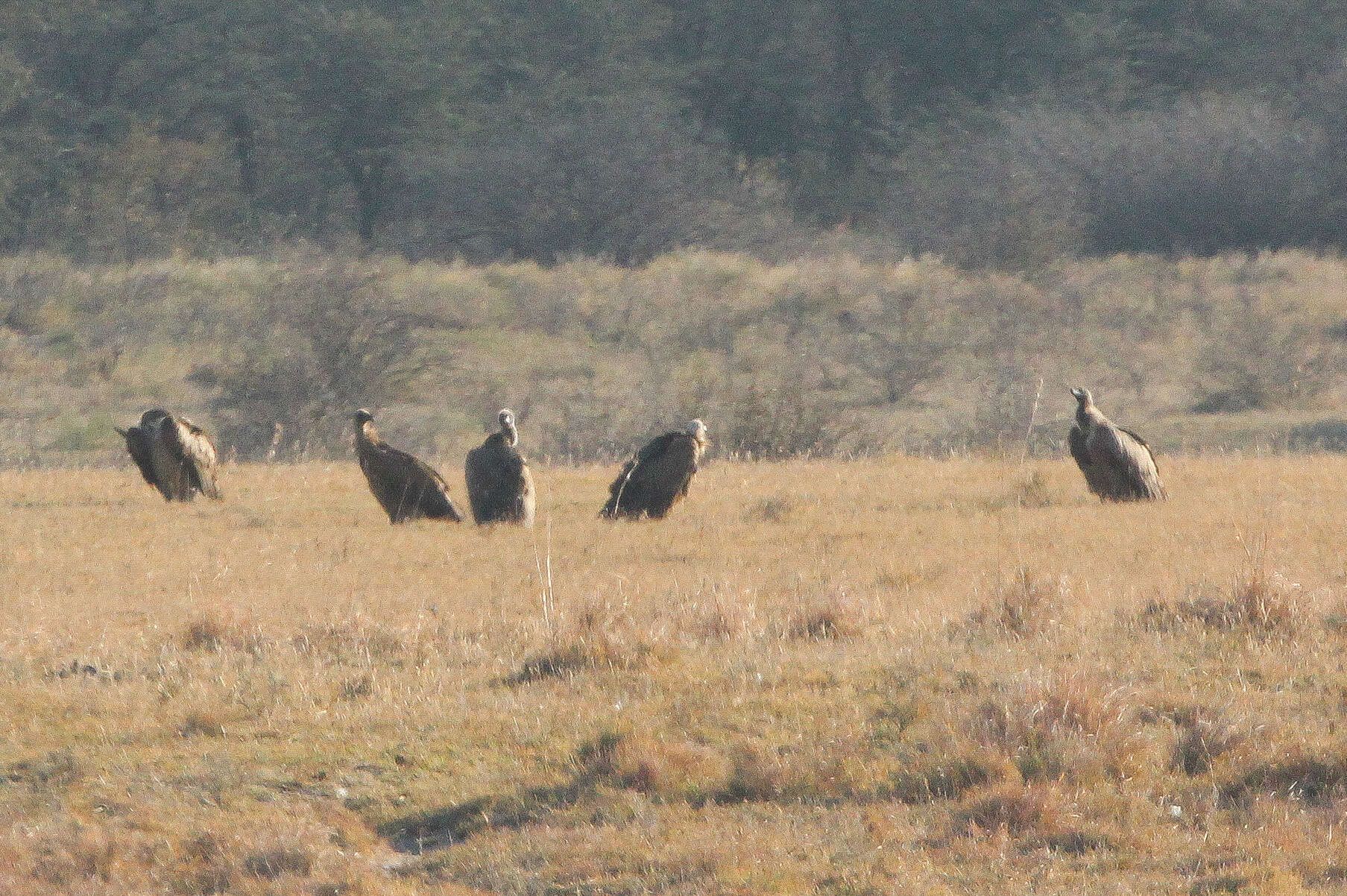 Image of White-backed Vulture