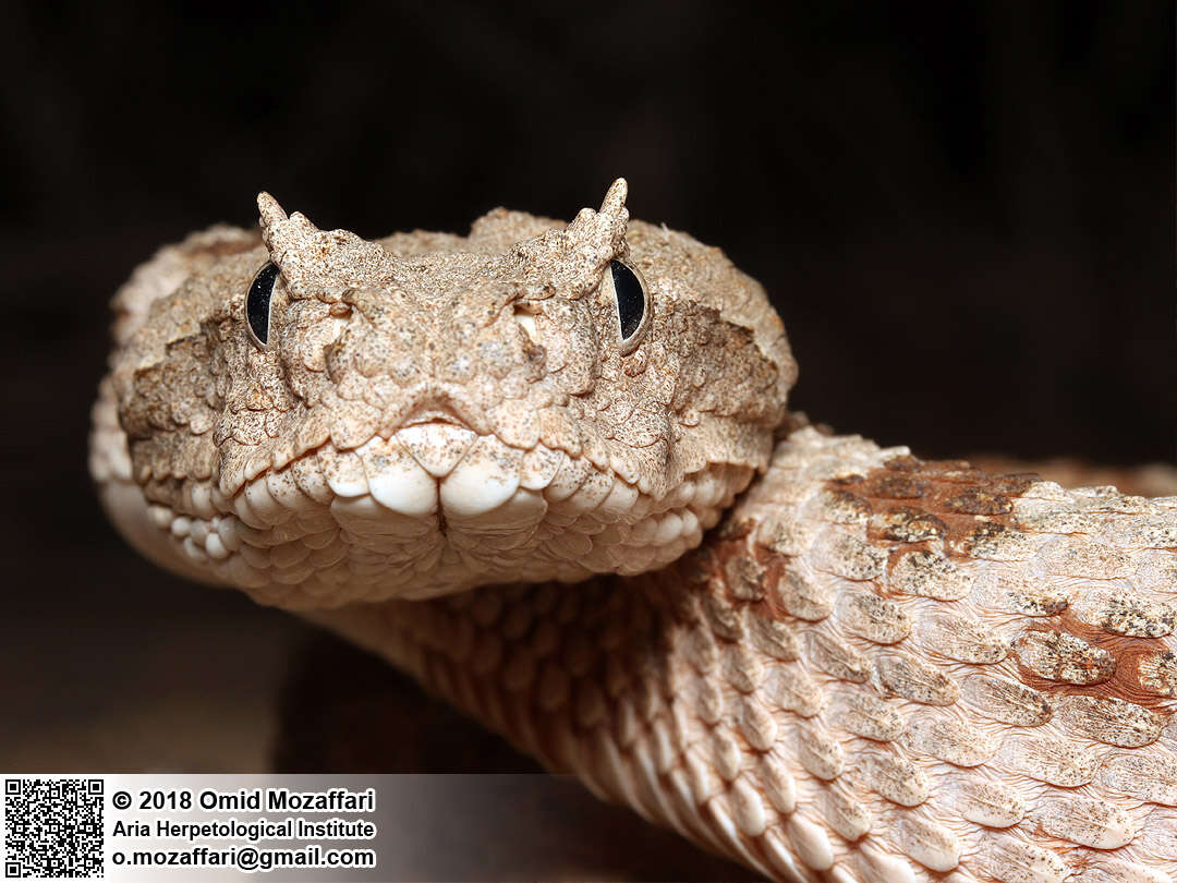 Image of Perisan Horned Viper