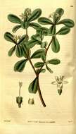 Plancia ëd Psychotria daphnoides A. Cunn. ex Hook.