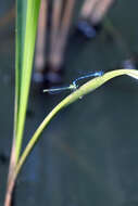 Imagem de Coenagrion puella (Linnaeus 1758)