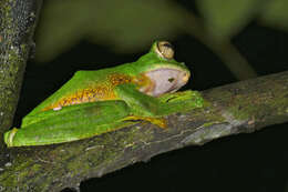 Image of Abah River Flying Frog