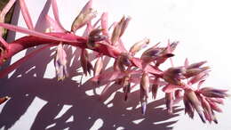 Image of Aechmea marauensis Leme