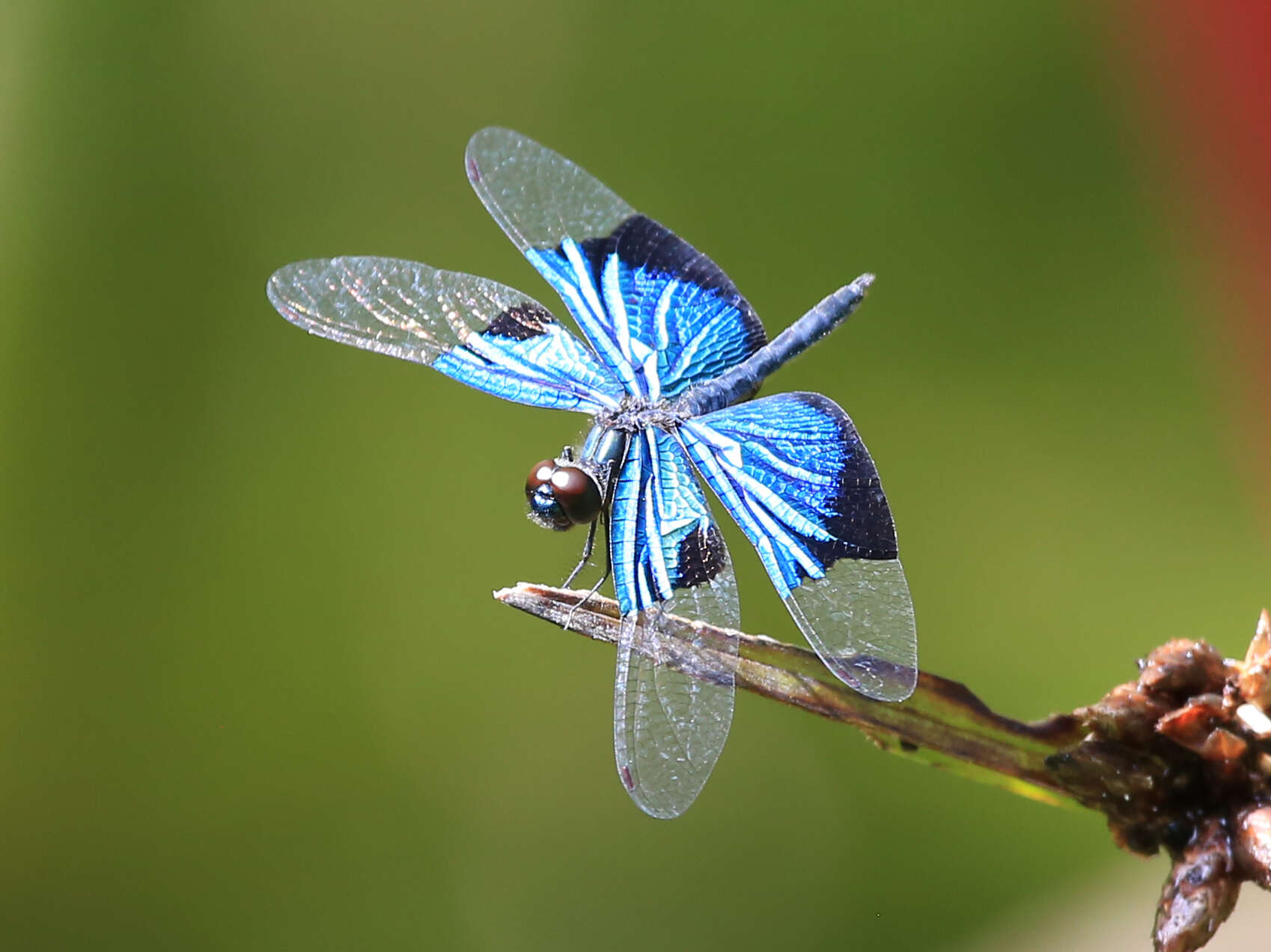 Image of Rhyothemis resplendens Selys 1878