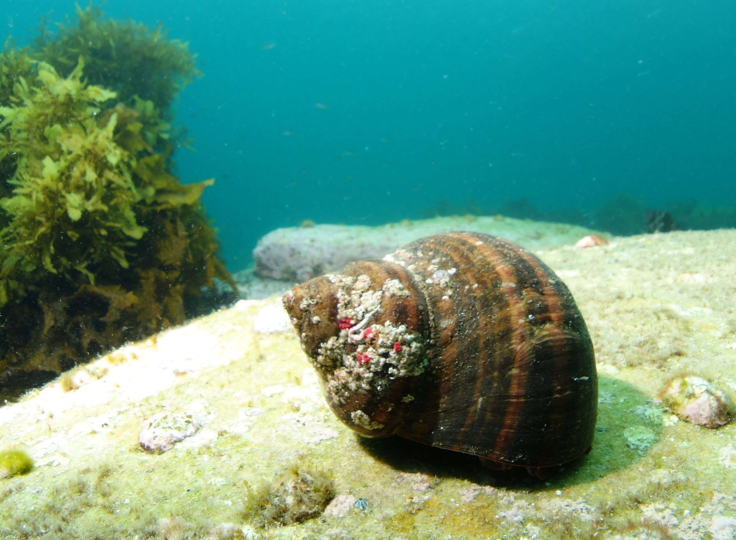 Image of turban snail