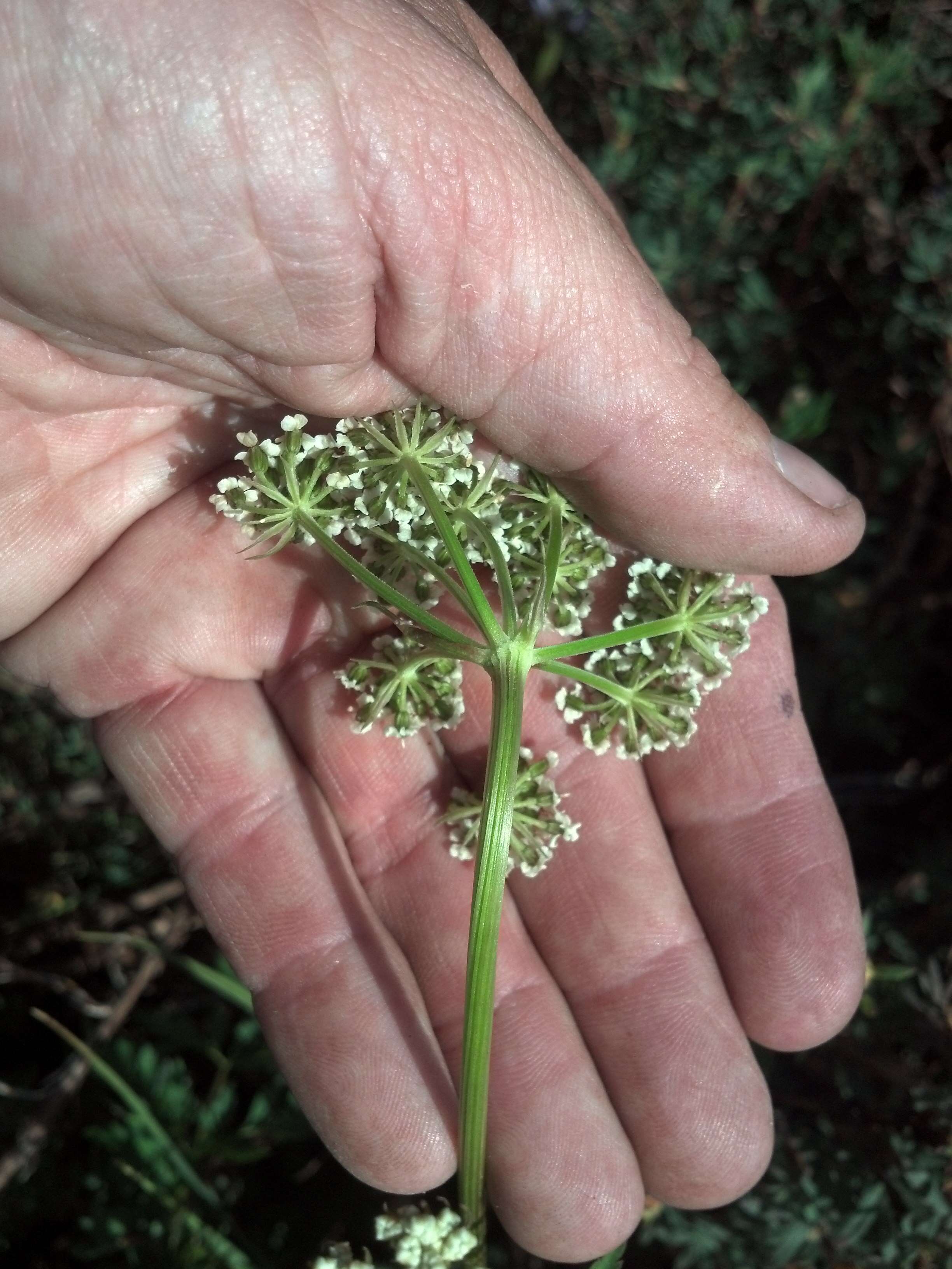 Image of hemlockparsley