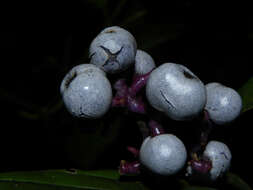 صورة Palicourea acuminata (Benth.) Borhidi