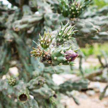 Image of tree cholla