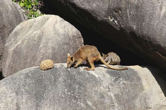 Image of Rock-wallaby