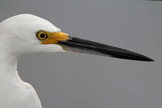 Image of Snowy Egret