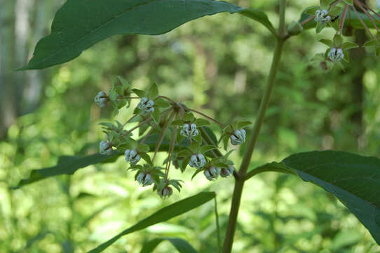 Image of poke milkweed