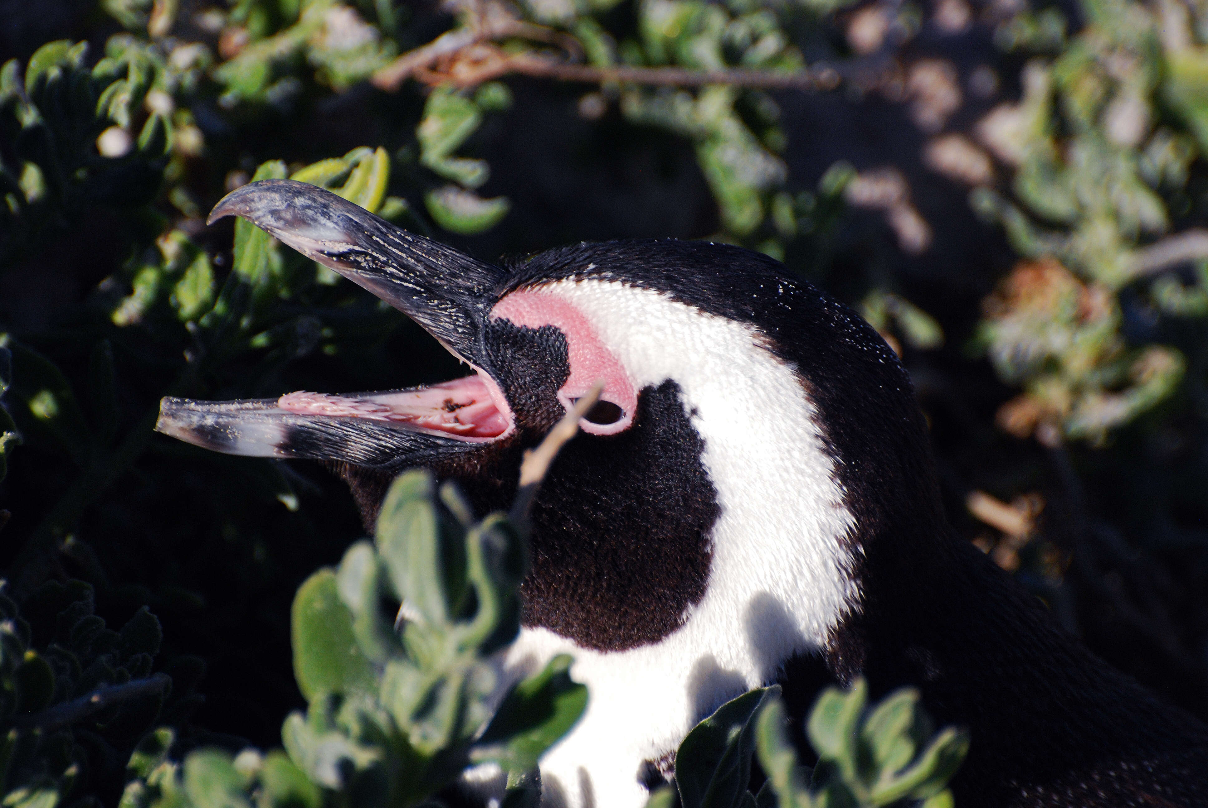 Image of African Penguin