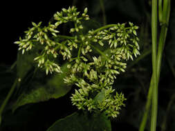 Image of hempvine