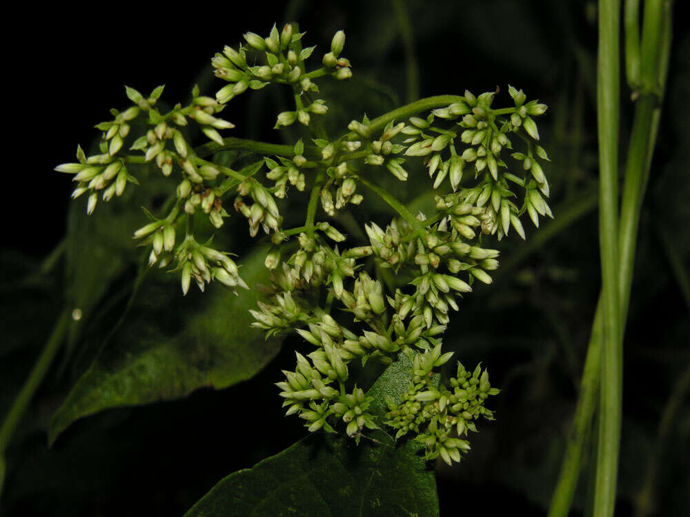 Mikania micrantha Kunth resmi