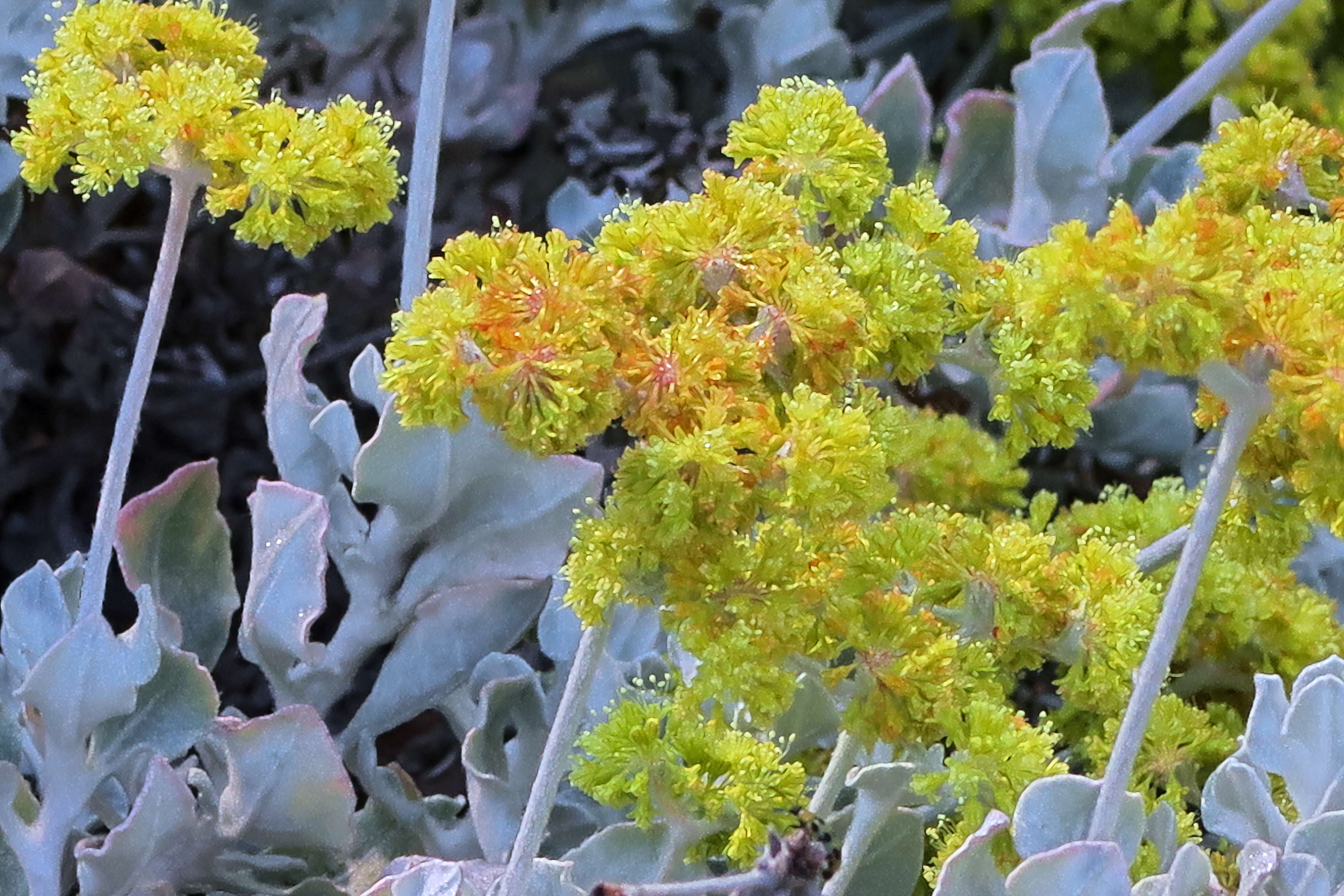 Imagem de Eriogonum crocatum Davidson