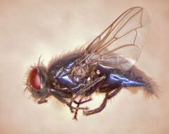 Image of Musca