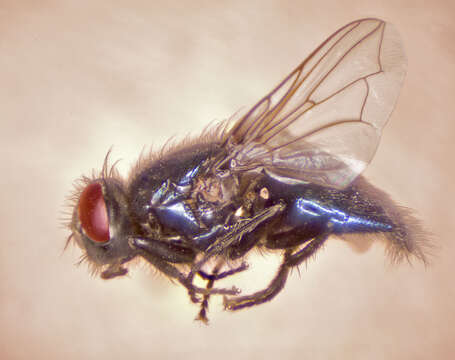 Image of house fly