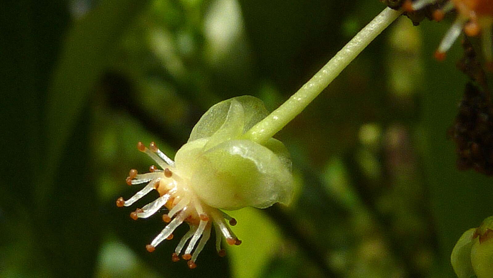 Image of Garcinia gardneriana (Planch. & Triana) D. C. Zappi