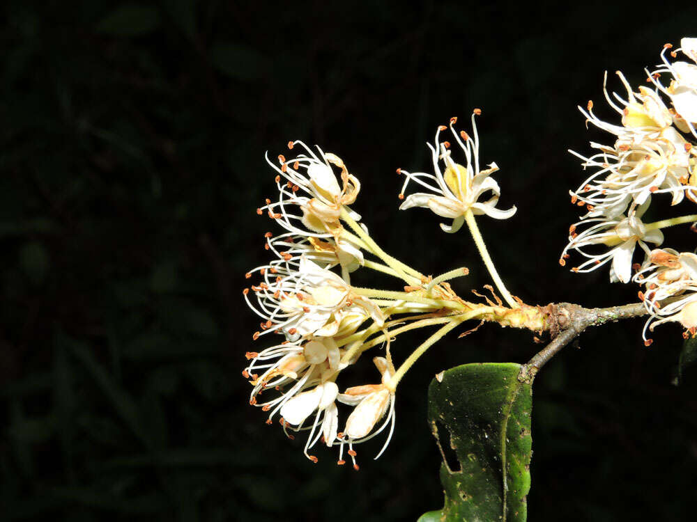 Image of Cynometra retusa Britton & Rose