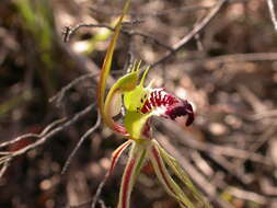 Image of Thin-clubbed mantis orchid