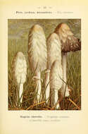 Image of Coprinus