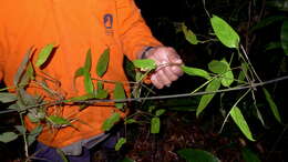 Plancia ëd Ischnosiphon gracilis (Rudge) Körn.