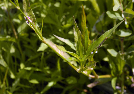 Image of water smartweed