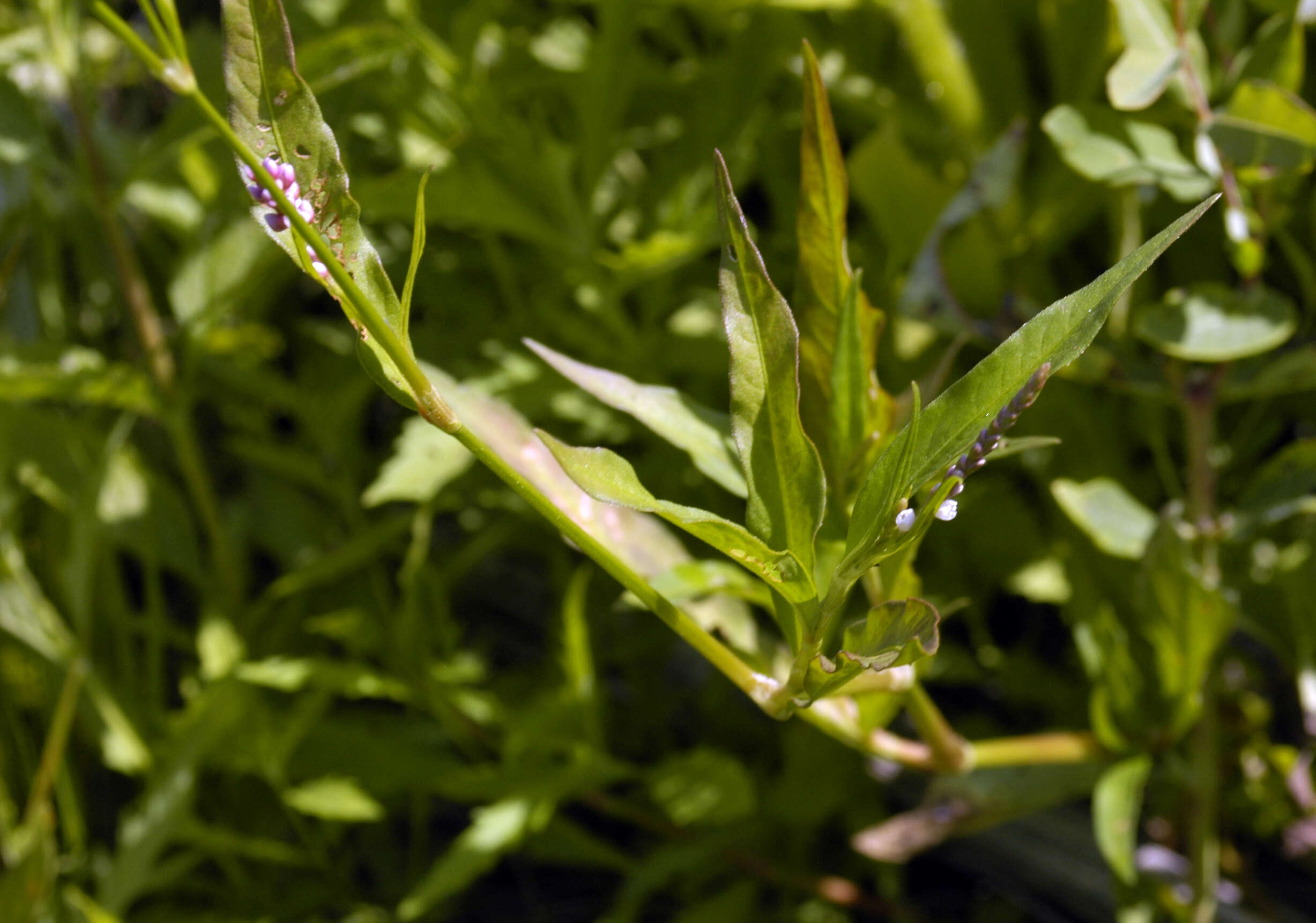 Image of Pinkweeds