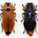 Image of Castiarina indigesta Barker 1993