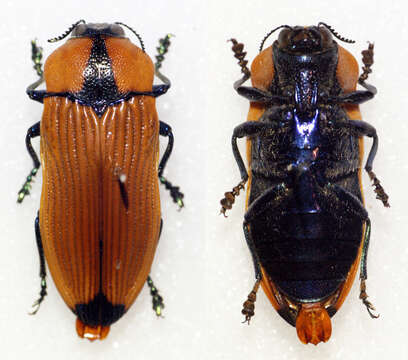 Image of Castiarina indigesta Barker 1993