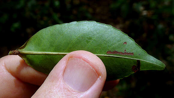 Image of Cariniana legalis (Mart.) Kuntze