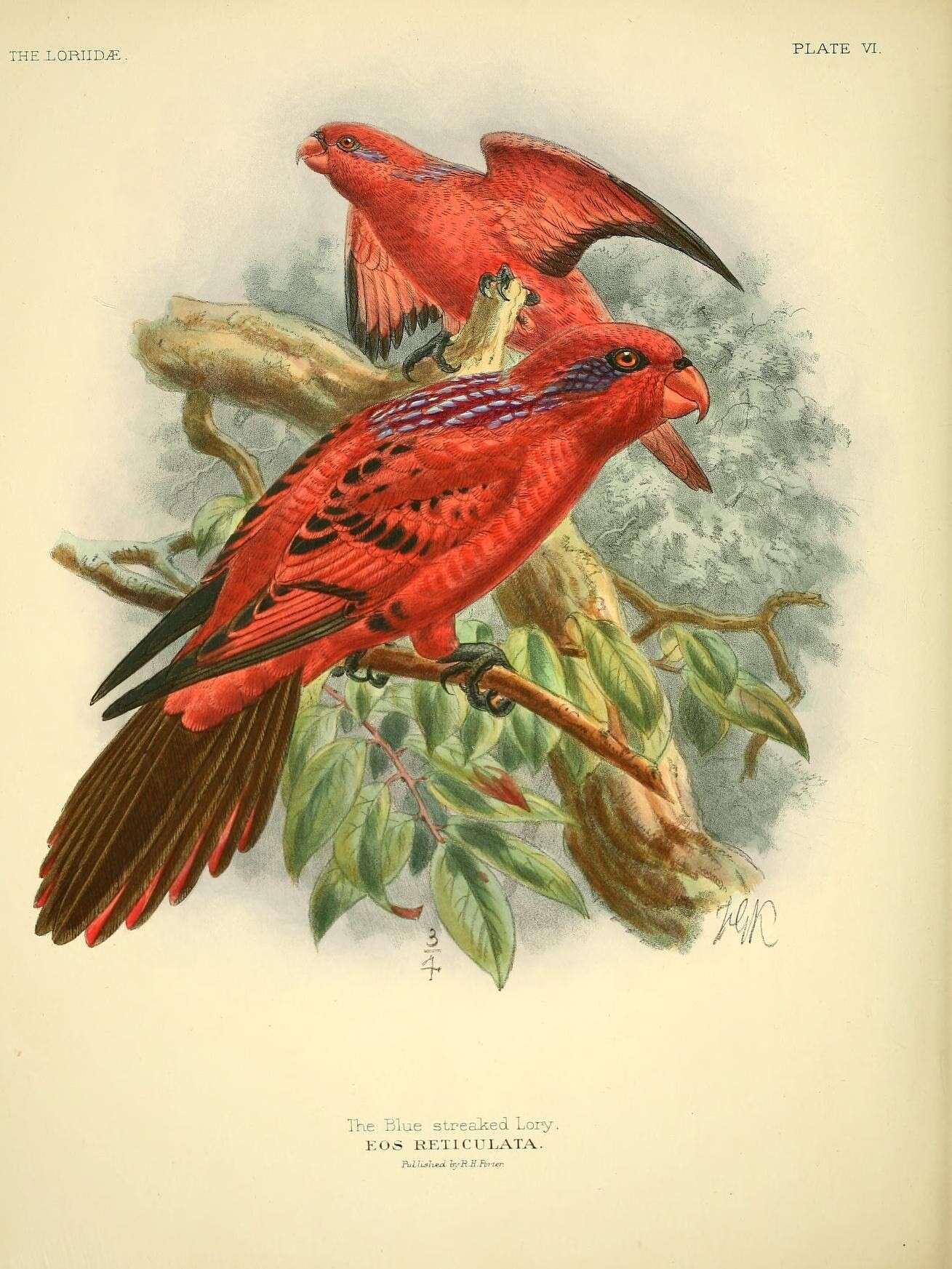 Image of Eos Wagler 1832