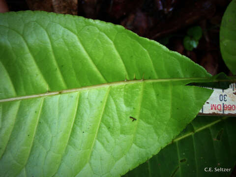 Imagem de Zanthoxylum gilletii (de Wildeman) Waterman