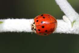 Image of Harmonia axyridis (Pallas 1773)