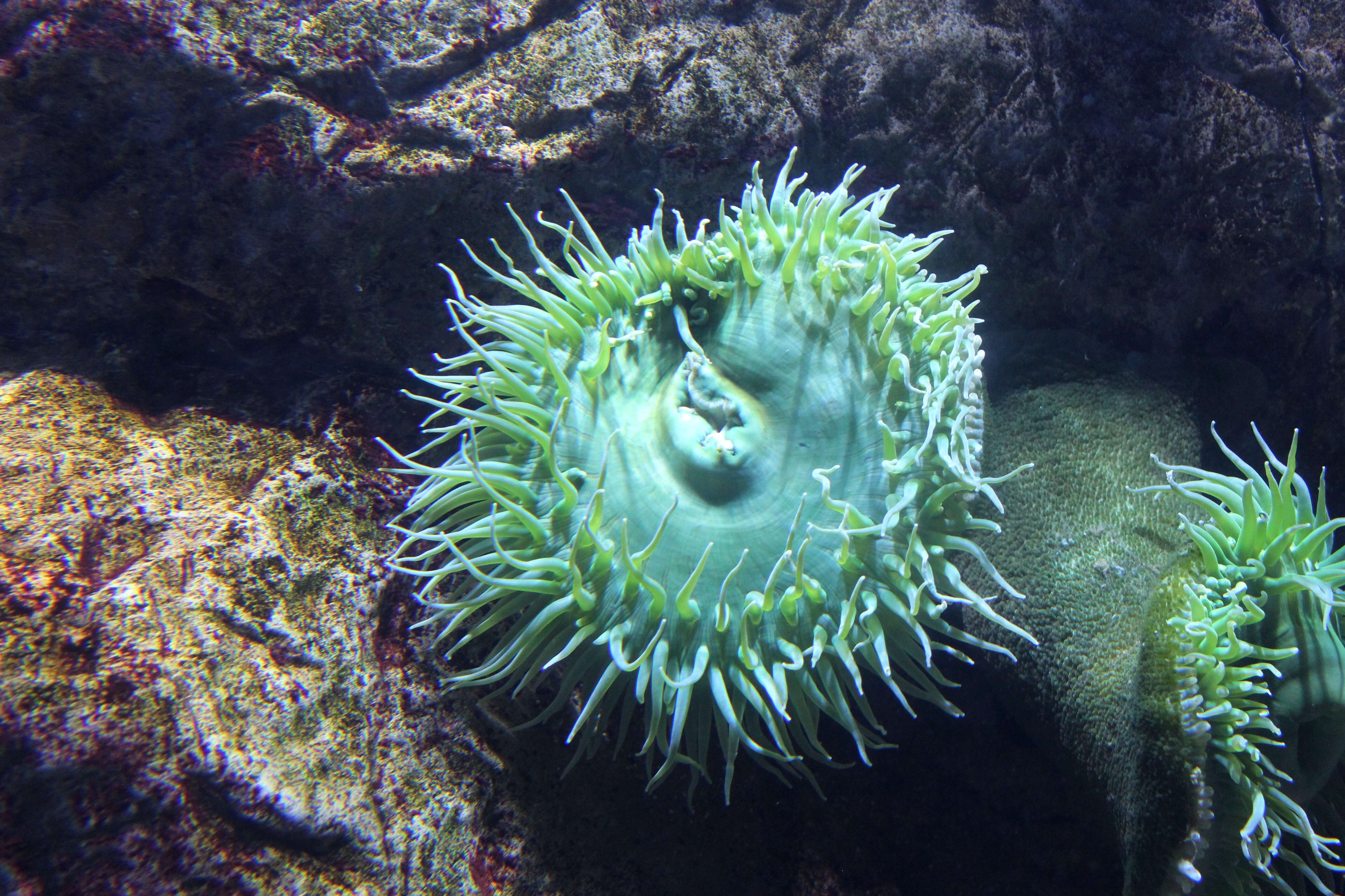 Image of giant green anemone