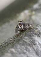 Image of Jumping spider