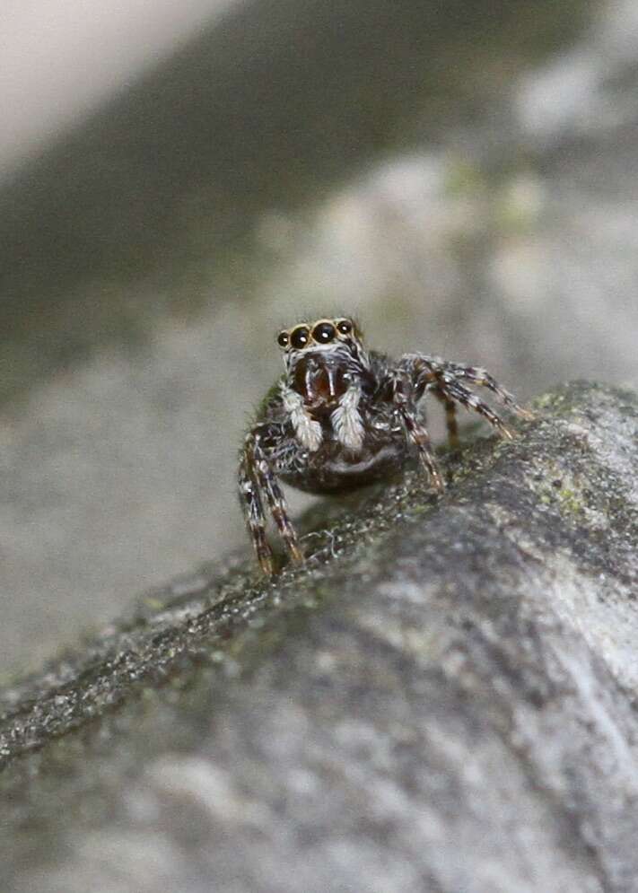 Image of Jumping spider