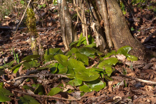 Image of Wild ginger