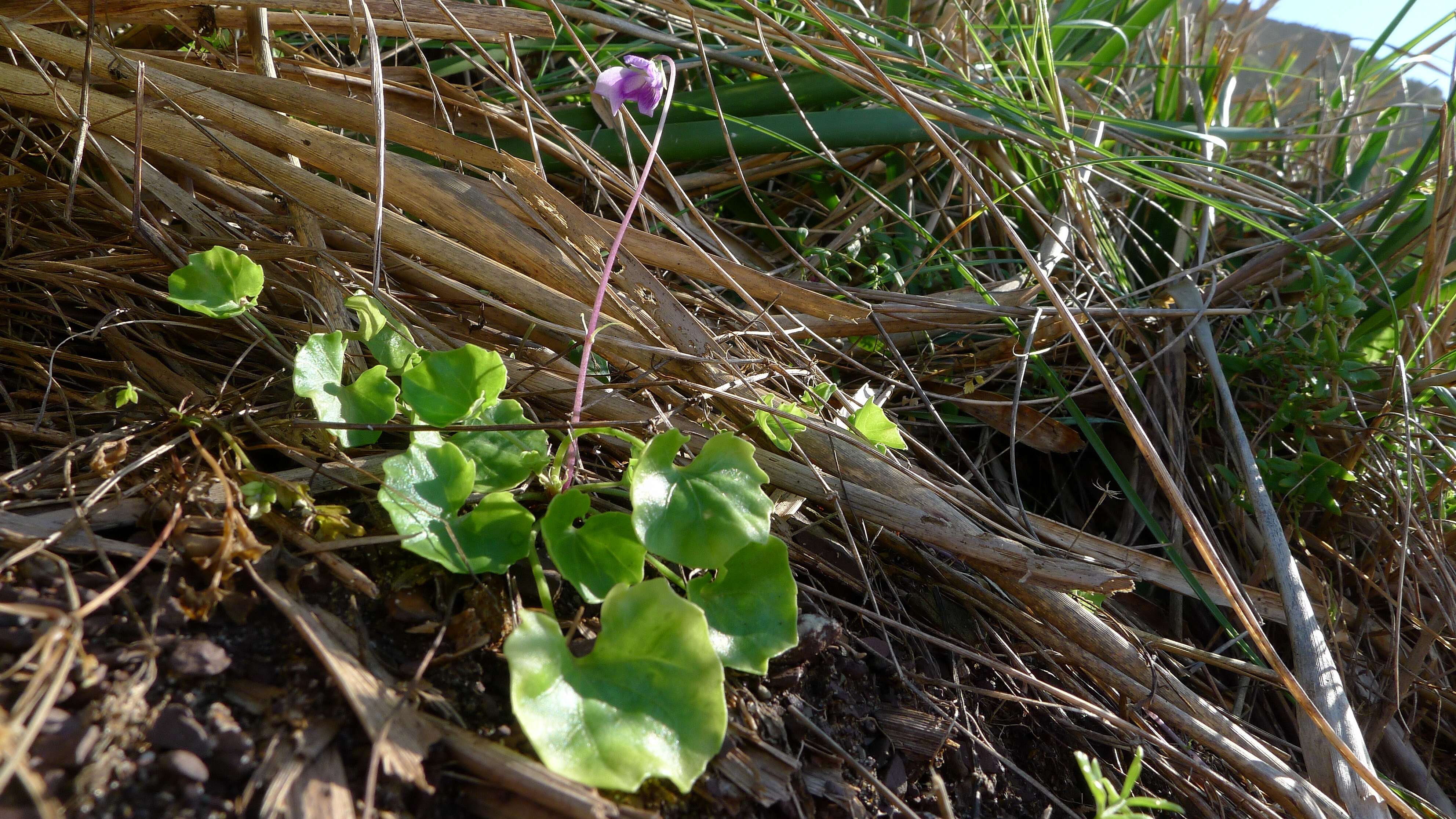 Image of Viola banksii K. R. Thiele & Prober